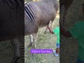Zebra Donkey