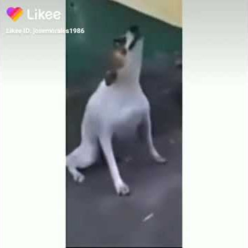 mamaguevo digo cinga tu may
