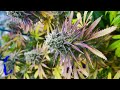 Humboldt seeds blue dream grow journal harvest