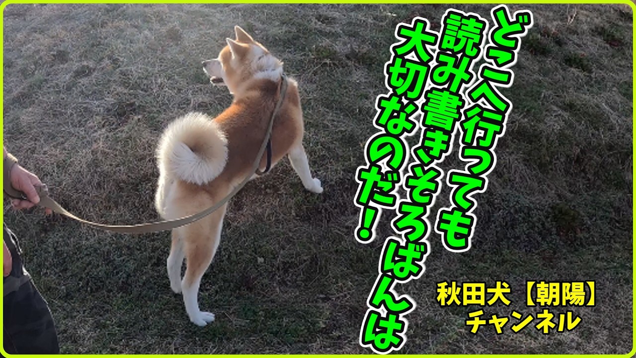 秋田犬【朝陽】チャンネル【どこへ行っても読み書きそろばんは大切なのだ！】