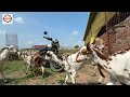 60 Barbari Breed बकरी से खोला Bakri Palan Business🐐🐐Commercial goat farming शुरू किया युवा