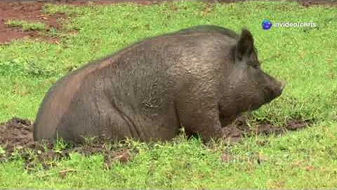 10 Amazing Facts About Pigs You Didn't Know!