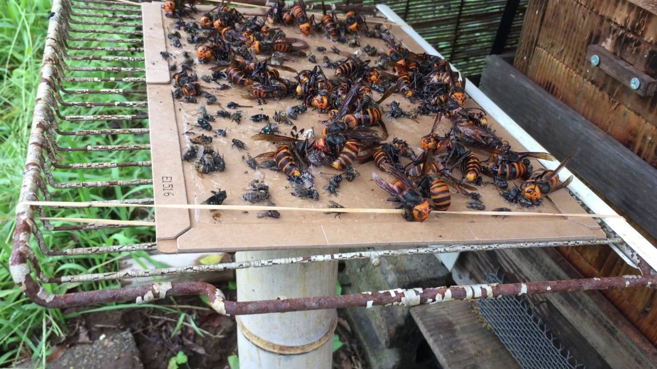 16秋 スズメバチを粘着シートで捕える Youtube