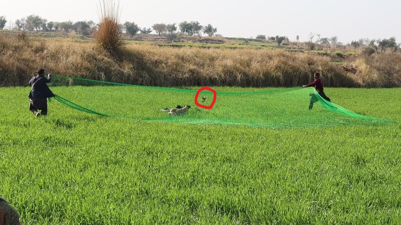 Teetar Aur Batair Ka Shikar Teetar Ka Shikar Jaal Se Dogs The 
