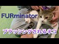 【猫】ファーミネーターでブラッシングされるネコ【かわいい】