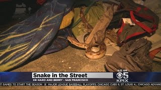 Large Snake Spotted Slithering Around Busy San Francisco Street