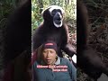 suara Gibbons ( owa) lagi makan#shots