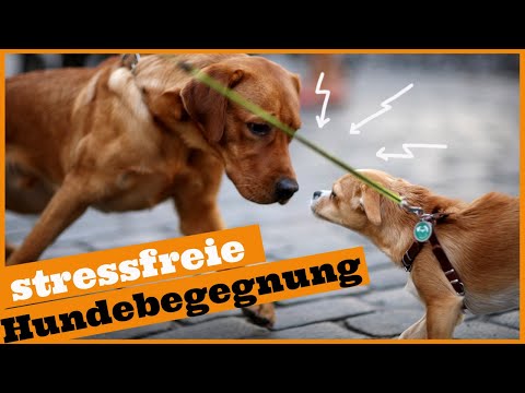 Video: Forschung Zeigt, Was Ihr Hund Wirklich Denkt