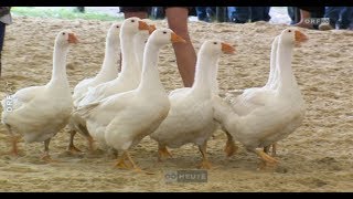 Erlebnisfaktor Messebesuch Orf Oberösterreich Heute