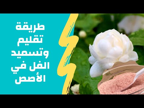 طريقة تقليم نبتة الفل بعمر سنة وتسميدها في الأصص