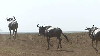 The Great Migration   HD 720p