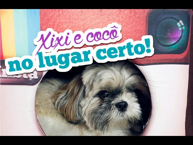 Como Ensinar O Cachorro A Fazer Xixi E Coco No Lugar Certo Bruna Dalcin Youtube