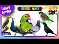    learn about birds in marathi  nursery rhymes  preschool learning for kids
