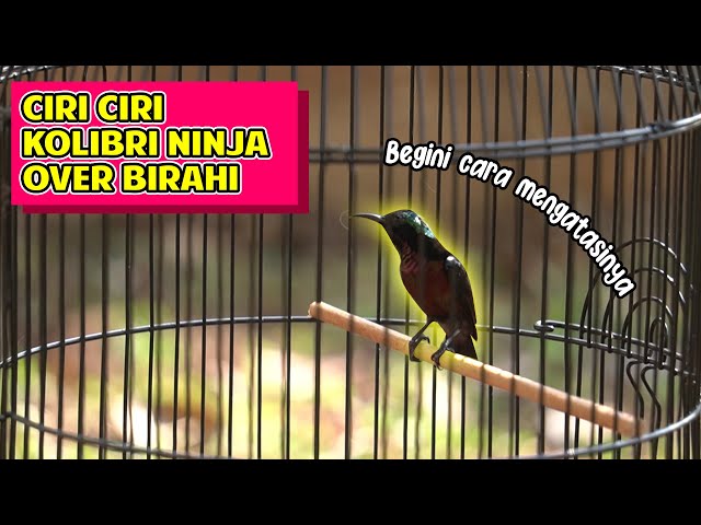 CIRI CIRI KONIN OVER BIRAHI DAN TIPS MENGATASINYA class=