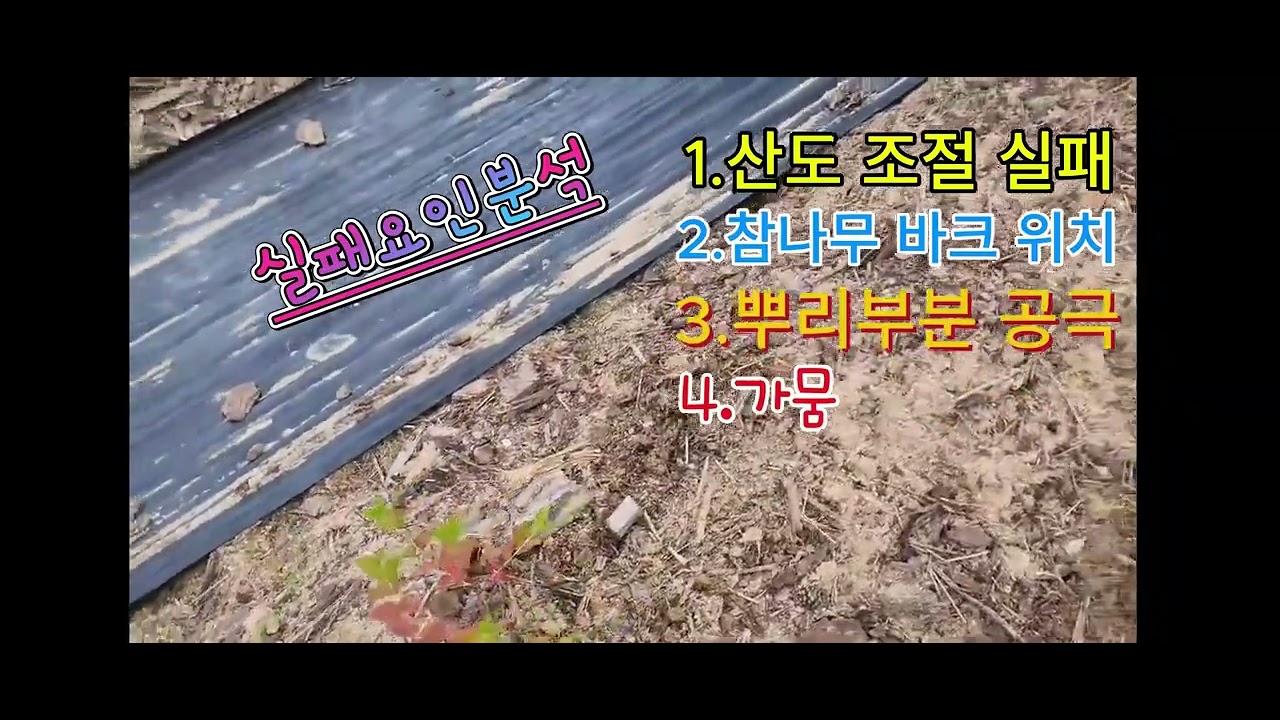 블루베리 밭 만들기 1년 과정 - 이렇게 했더니 실패입니다.