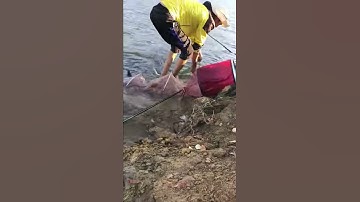 Câu cá trôi khủng