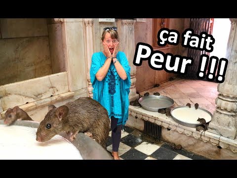 Vidéo: Temple En Inde, Qui Abrite Environ 25 000 Rats - Vue Alternative