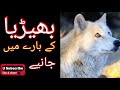 Learn about Wolf With English Subtitle || National animal of Turkish and Mongol