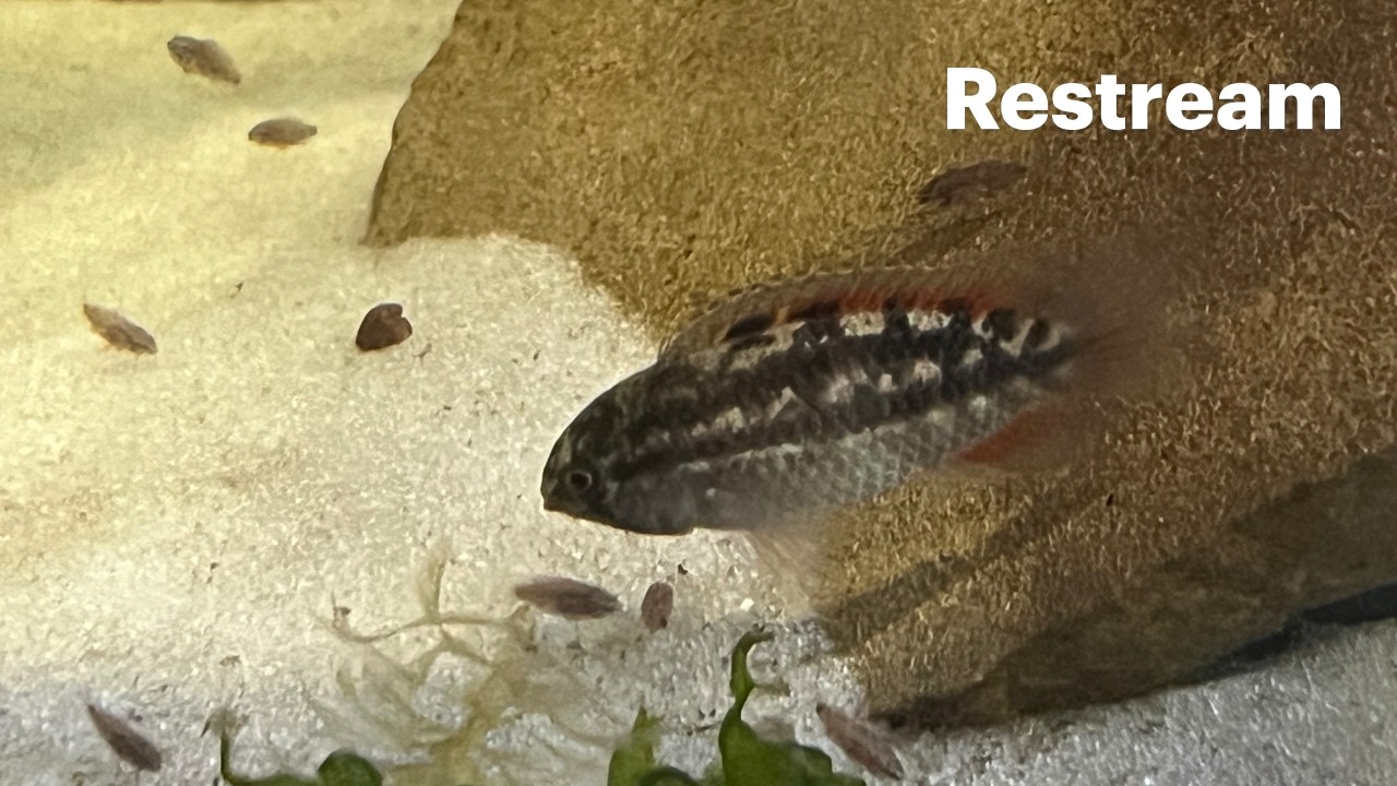 Jeff pops up in the fishroom!!