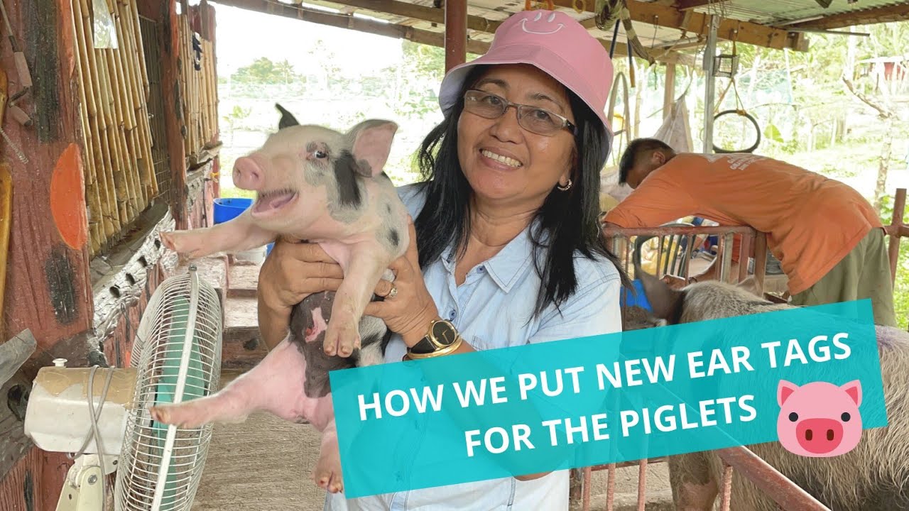 HOW WE PUT EAR TAGS TO OUR PIGS | Farm Life on a Weekend