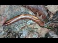 Mnohonožka Pelmatojulus ligulatus