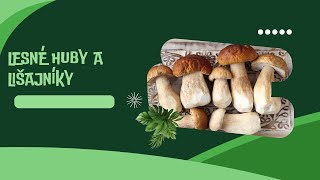 Lesné huby a lišajníky
