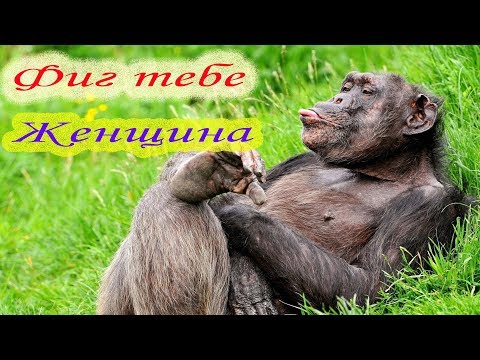 Приколы. Самое смешное.
