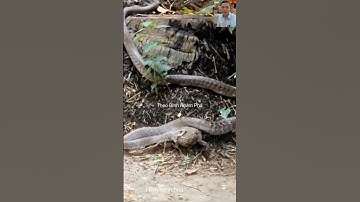 Cóc đối mắt với con rắn chà bá luôn #thưgiãn #animals #dongvat #shortvideo #snake #wildlife