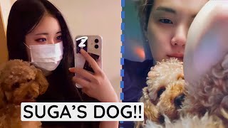 Full SUGA REVEALS HIS SECRET GIRLFRIEND!! Guide