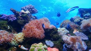 Under Water Nature Video, 4K Nature Video, Nature Video Status. screenshot 5