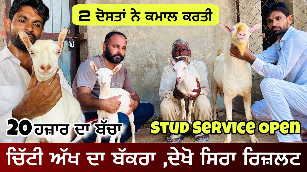  ਬਰਬਰੀ ਬੱਕਰੀਆਂ ਚ ਕਾਮਯਾਬ 2 ਦੋਸਤਾਂ ਦੀ ਕਹਾਣੀ । ਸ਼ੌਂਕ ਨਾਲ ਰੱਖਿਆ ਚਿੱਟੀ ਅੱਖ ਦਾ ਬਰਬਰੀ ਬੱਕਰਾ  