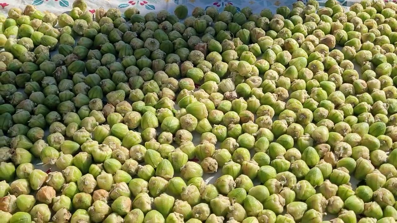 A sea of white sorrel seeds, subscribe for free seeds give away.