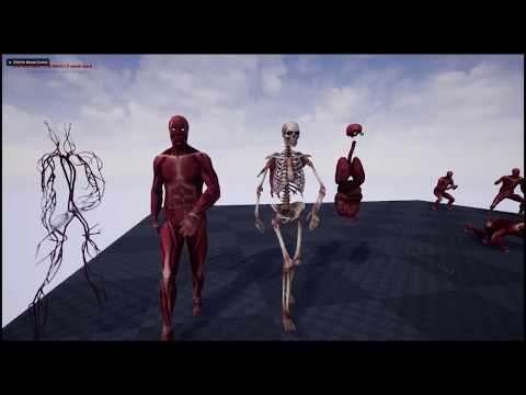 Rigged and Amimated Human Anatomy in Unreal Engine 4.20