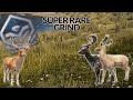 Fallow Deer Grind - Mule Deer Grind - Multiplayer Hopping - Playing COTW - Talking to Chat - PS5