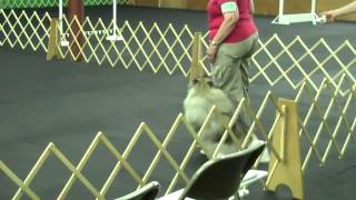 Sizzles 1St Open Leg Ndtc 1St Place, Open A