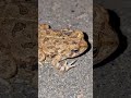 #toad #toads #herping #animals