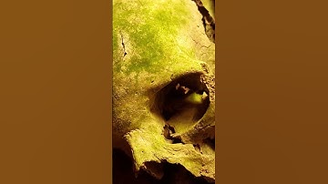 The Catacombs of Paris!