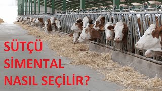 SİMENTAL DÜVE SEÇİMİ NASIL YAPILIR ? (Damızlık Gebe Düve Seçim Kriterleri Nelerdir ?)