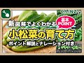 小松菜の育て方|初心者でも失敗しないコマツナ栽培の方法【カインズ】