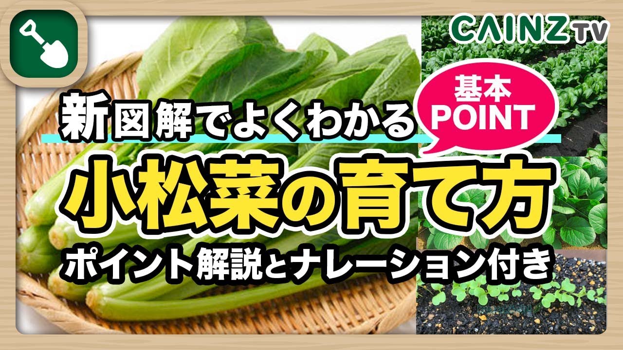 小松菜の育て方 コマツナの栽培方法 初心者向けに解説 種まきのやり方 管理収穫 Youtube