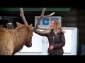 Video Shows Woman Petting Bull Elk Outside Colorado Store