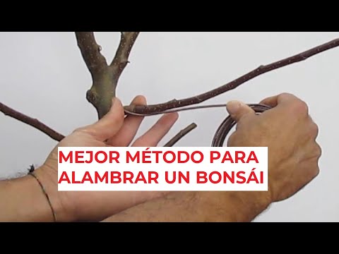 MEJOR MÉTODO PARA ALAMBRAR BONSÁIS ֍ (MANO IZQ Y MANO DERECHA) ✅ 🌳