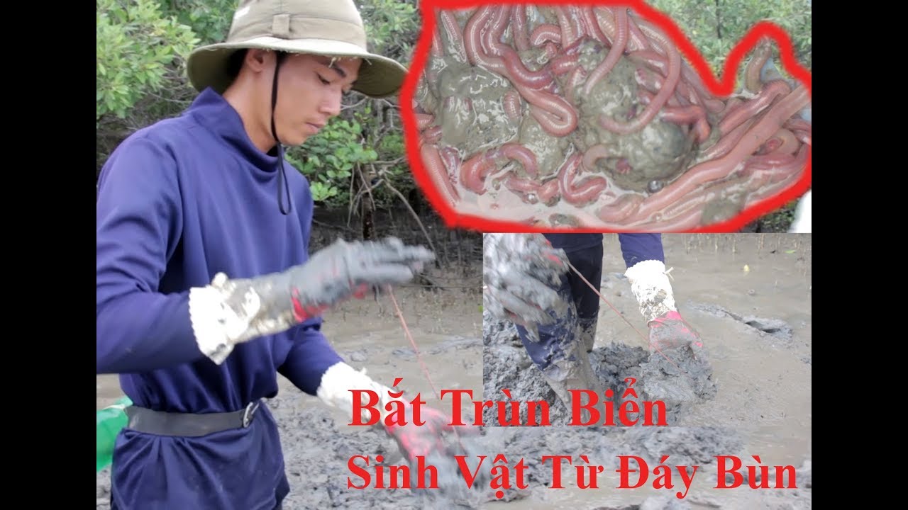 Khám phá cách bắt trùn biển làm mồi câu cá - YouTube