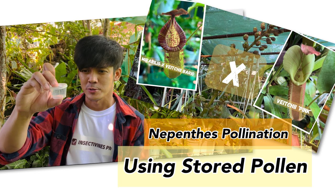 Pollinating Nepenthes Flower with Stored Pollen