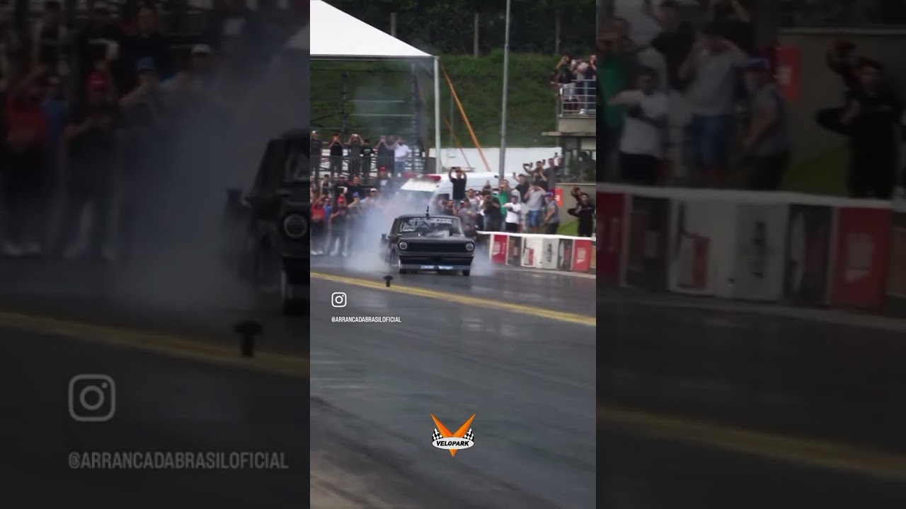 Goliath Daddy Dave in Brazil