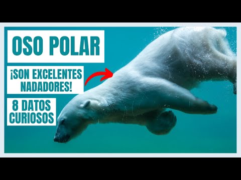 OSO POLAR | Curiosidades que No Sabías | DATOS CURIOSOS