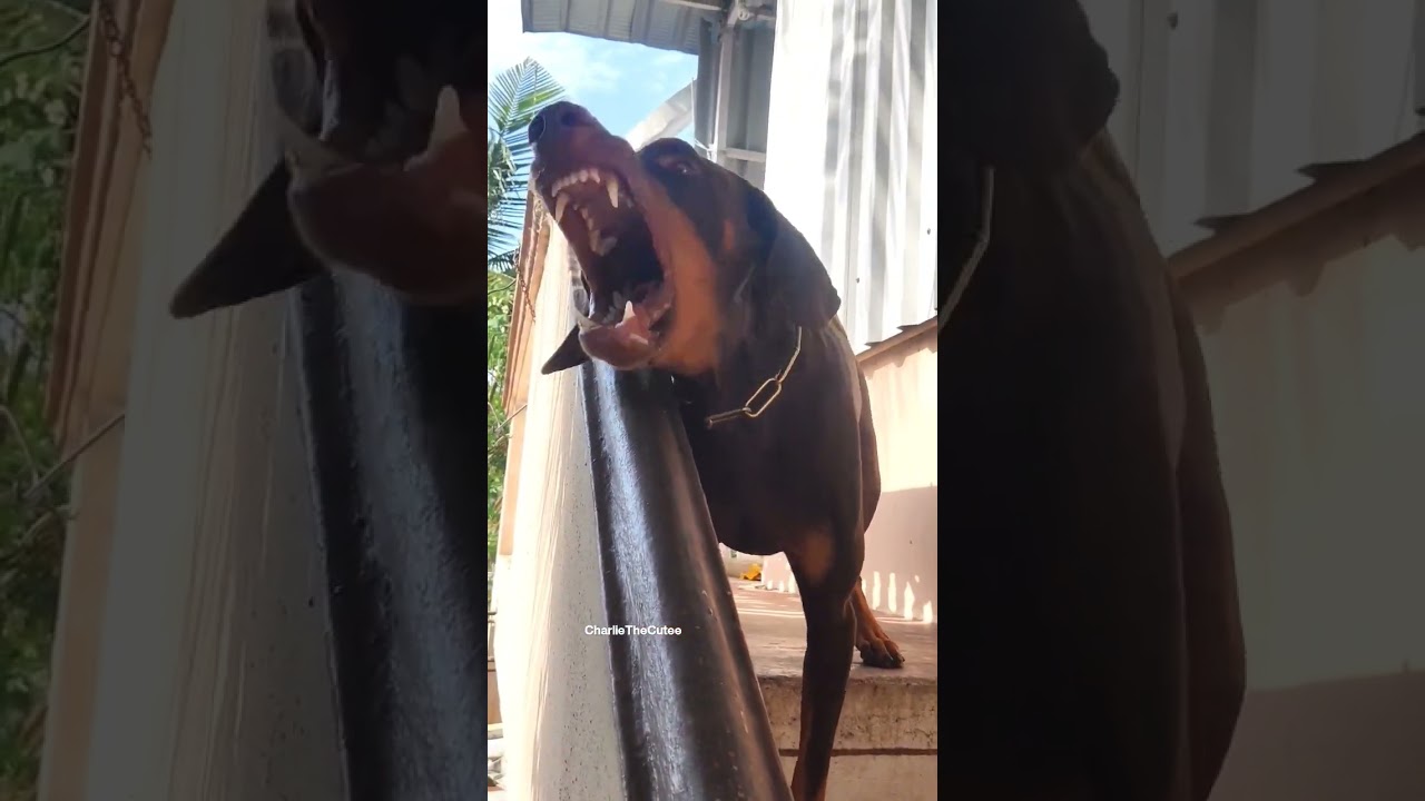 #doberman