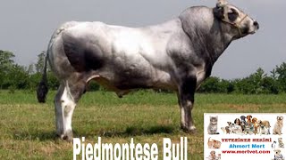 Piedmontese Inek Irkini Türkiyede Yetiştistirmek Mümkünmü?