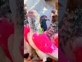 Anantnag pigeons #new #trending #video #reels #viral #amazing #vlogs #youtubeshorts #shorts #pigeon