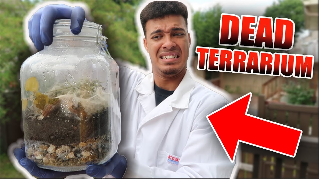 I Opened My HIGHLY Dangerous ROTTING Terrarium! **GROSS** YouTube